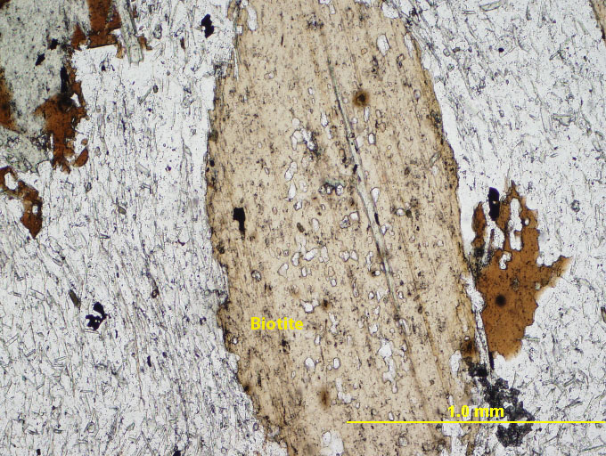 Biotite, usually dark green, brown, or black, has a pale brown color under plane-polarized light in this sample. It also exhibits high interference colors and bird's eye extinction in cross-polar light, and has perfect cleavage in one direction.